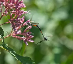 Systropus macer thumbnail 2