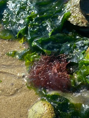Hooperia divaricata
