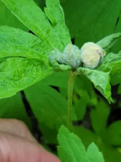 Dasineura anemone thumbnail 2