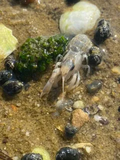 Coastal Mud Shrimp thumbnail 2