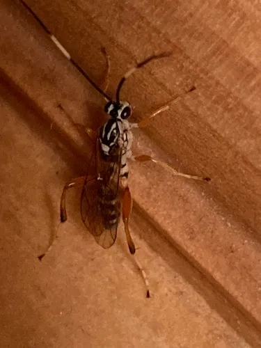 Ambloplisus ornatus