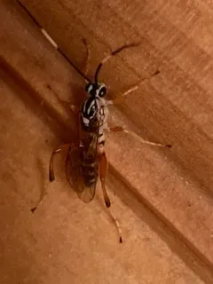 Ambloplisus ornatus thumbnail 1