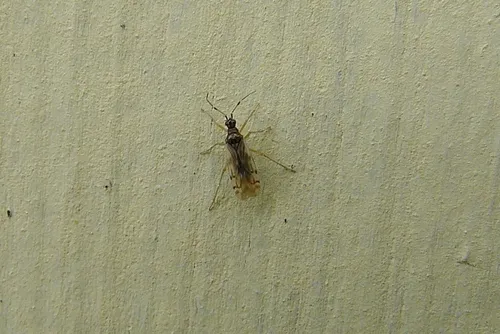 Dicyphus hesperus