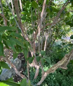 Seven Sons Tree thumbnail 2