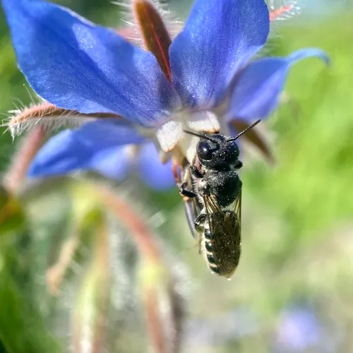 Bellflower Resin Bee