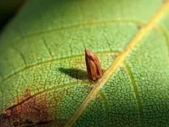 Caryomyia striolata thumbnail 4