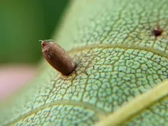 Hickory Urn Gall Midge thumbnail 4
