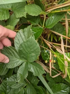Wheeler's Blackberry thumbnail 4