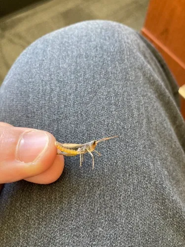Siskiyou Short-horned Grasshopper