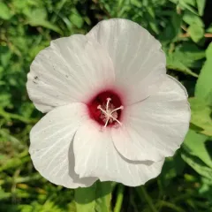 Halberd-leaf Rosemallow thumbnail 3