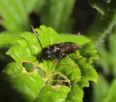 Eastern Dracula Ant thumbnail 3