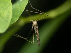 Dicranomyia simulans thumbnail 2