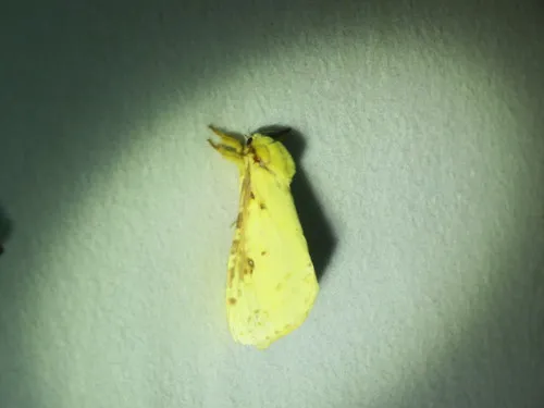 Willow Ghost Moth