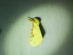 Willow Ghost Moth thumbnail 1
