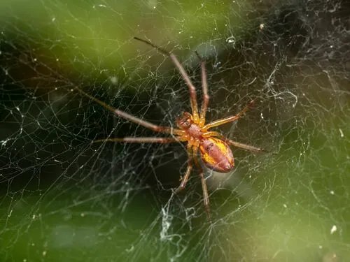 Pityohyphantes rubrofasciatus