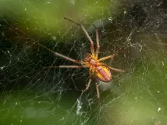 Pityohyphantes rubrofasciatus thumbnail 1