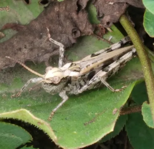 Dusky Grasshopper