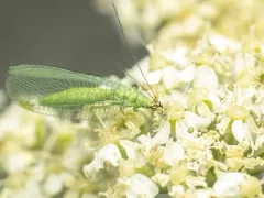 Chrysopa pleuralis thumbnail 1
