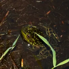 Mink Frog thumbnail 4