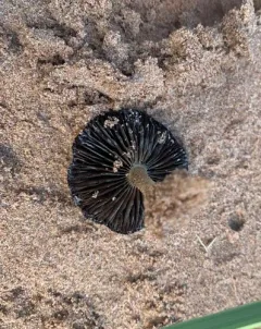 Psathyrella arenulina thumbnail 1