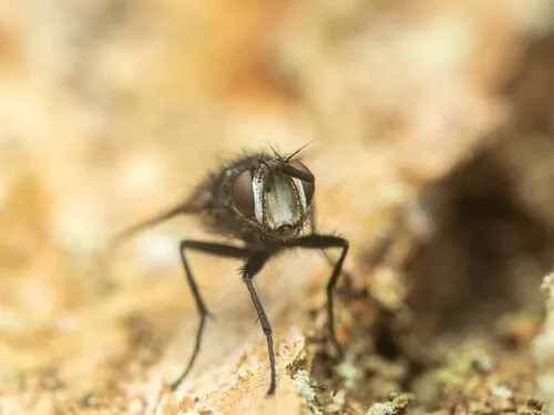 Admontia degeerioides