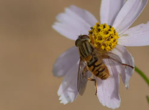 Yellow-legged Bog Fly