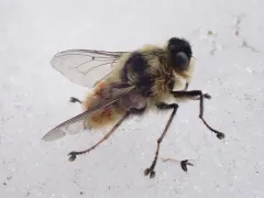 Reindeer Warble Fly thumbnail 2