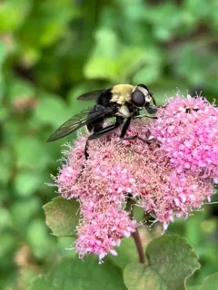 Bee-like Quicksilver thumbnail 2