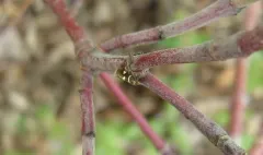Antispila aurirubra thumbnail 2