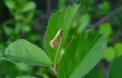 Lampronia aenescens thumbnail 3