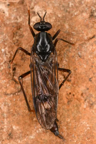 Red-belted Awl-fly