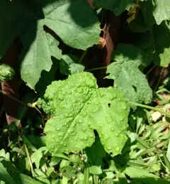 Grape Erineum Mite thumbnail 2