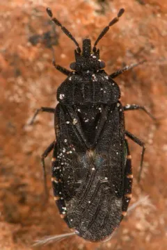 Aradus lugubris thumbnail 1