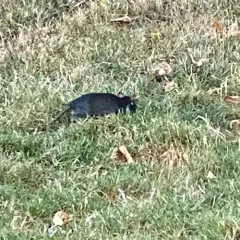 Black Rat thumbnail 4