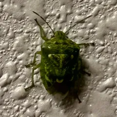Juniper Stink Bug thumbnail 3