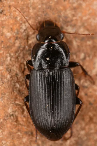 Harpalus laevipes