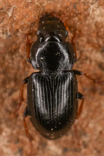 Harpalus solitaris