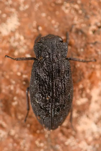Helophorus tuberculatus