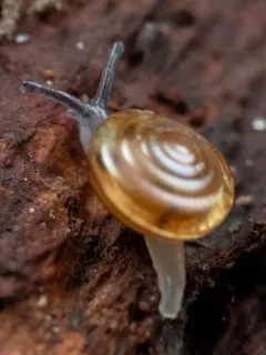 Denticulate Tightcoil thumbnail 1
