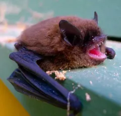 California Myotis thumbnail 4
