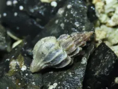 Boreotrophon multicostatus thumbnail 4