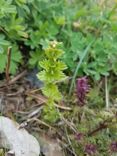 Subalpine Eyebright thumbnail 4