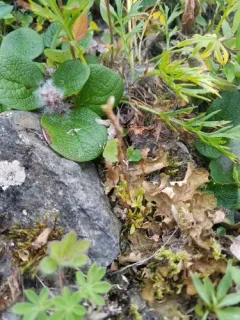 samiland gentian thumbnail 2