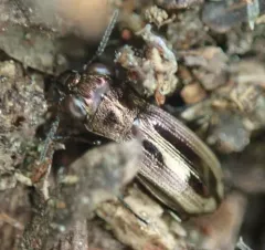 Notiophilus sylvaticus thumbnail 4