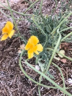 Yellow Horned Poppy thumbnail 4