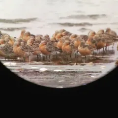 Red Knot thumbnail 2