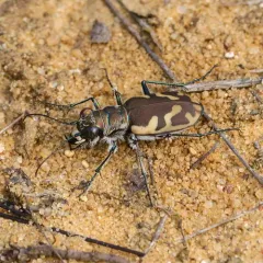 Big Sand Tiger Beetle thumbnail 2