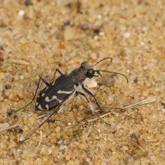 Oblique-lined Tiger Beetle thumbnail 1