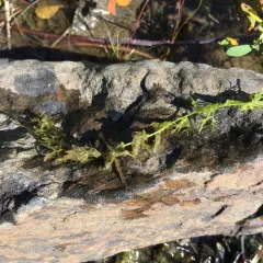 common bladderwort thumbnail 1