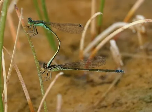 Black-fronted Forktail